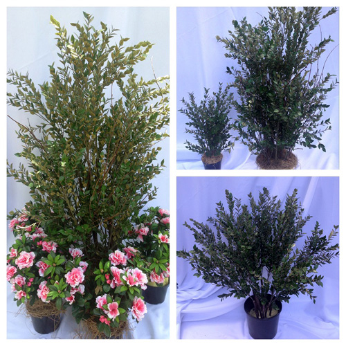 Oregonia Shrub 50 inch - Artificial Trees/Floor Plants - artificial shrubs for rent